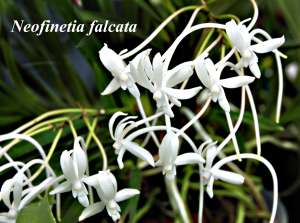 V. (Neofinita) falcata - a minature 3\" pot